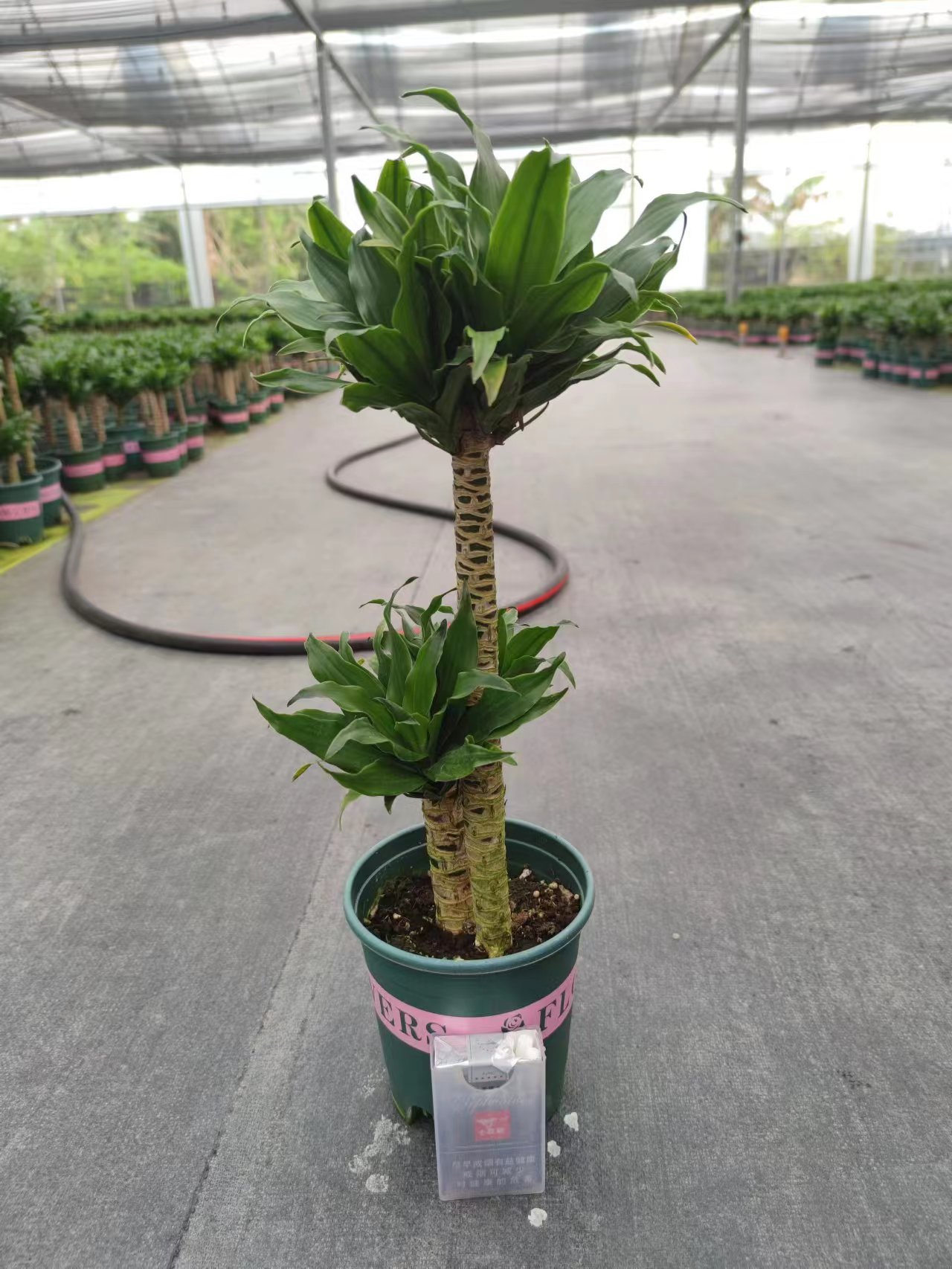 Scak satlar iin in Dorudan Tedarik Dracaena Fragrans - reticiler ve  Tedarikiler | Nohen