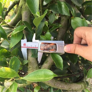 Gaiola de panda Ficus附图带尺
