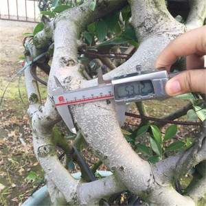 Gaiola de panda Ficus附图带尺(32)