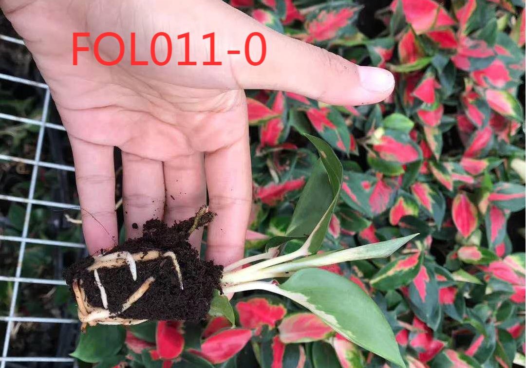 FOL011-0LB 中国 红 粗 肋 草 种苗 图片 (2)