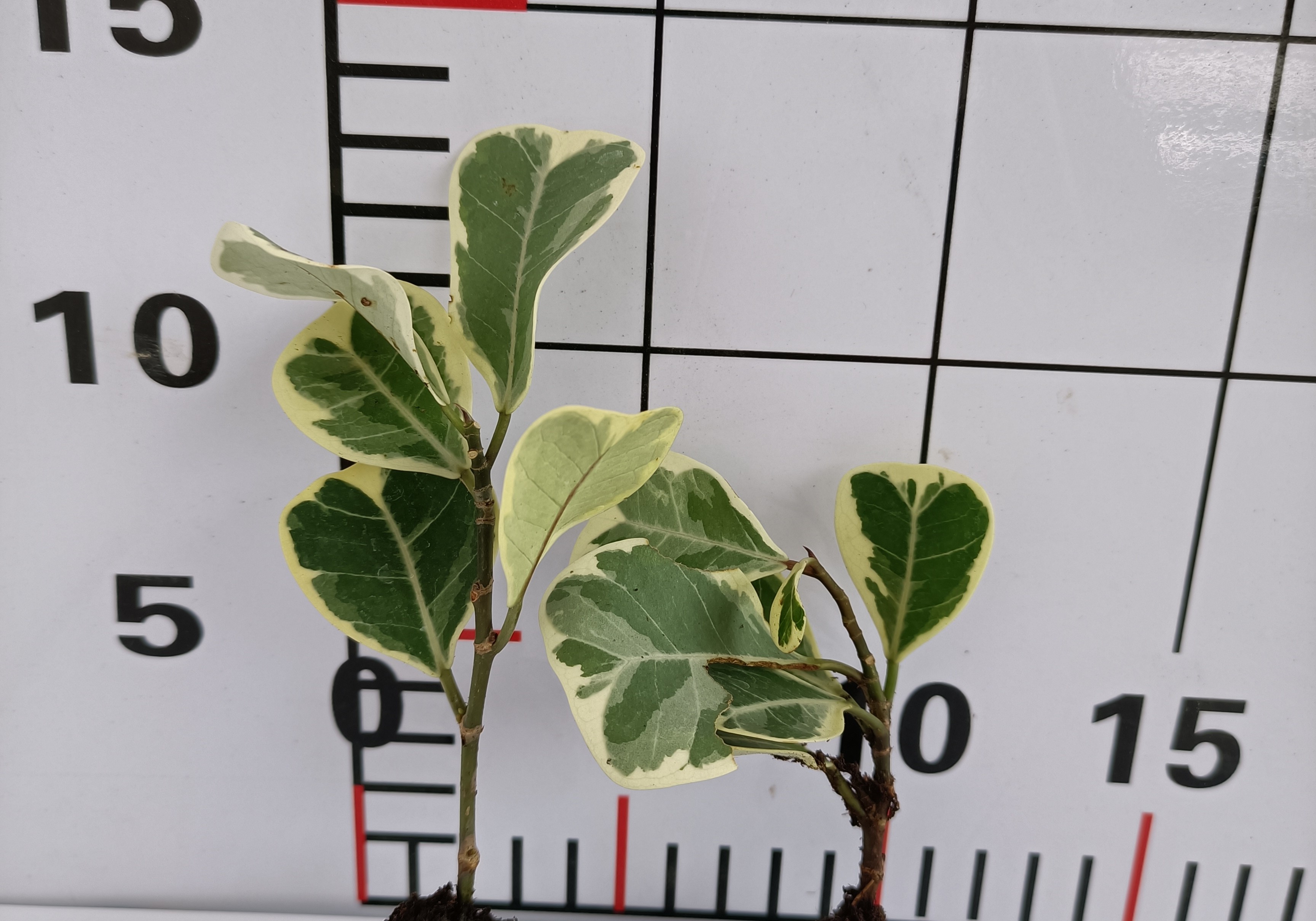 Fol907-0LB 爱心榕种苗图片