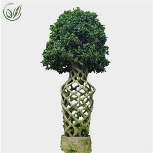 Jaula para ficus FA02005主