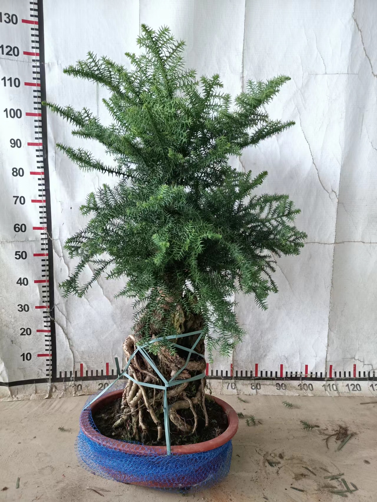 bambus vietnam Bambusa tuldoides Buddha Belly Bamboo – The Exotic Seed Emporium