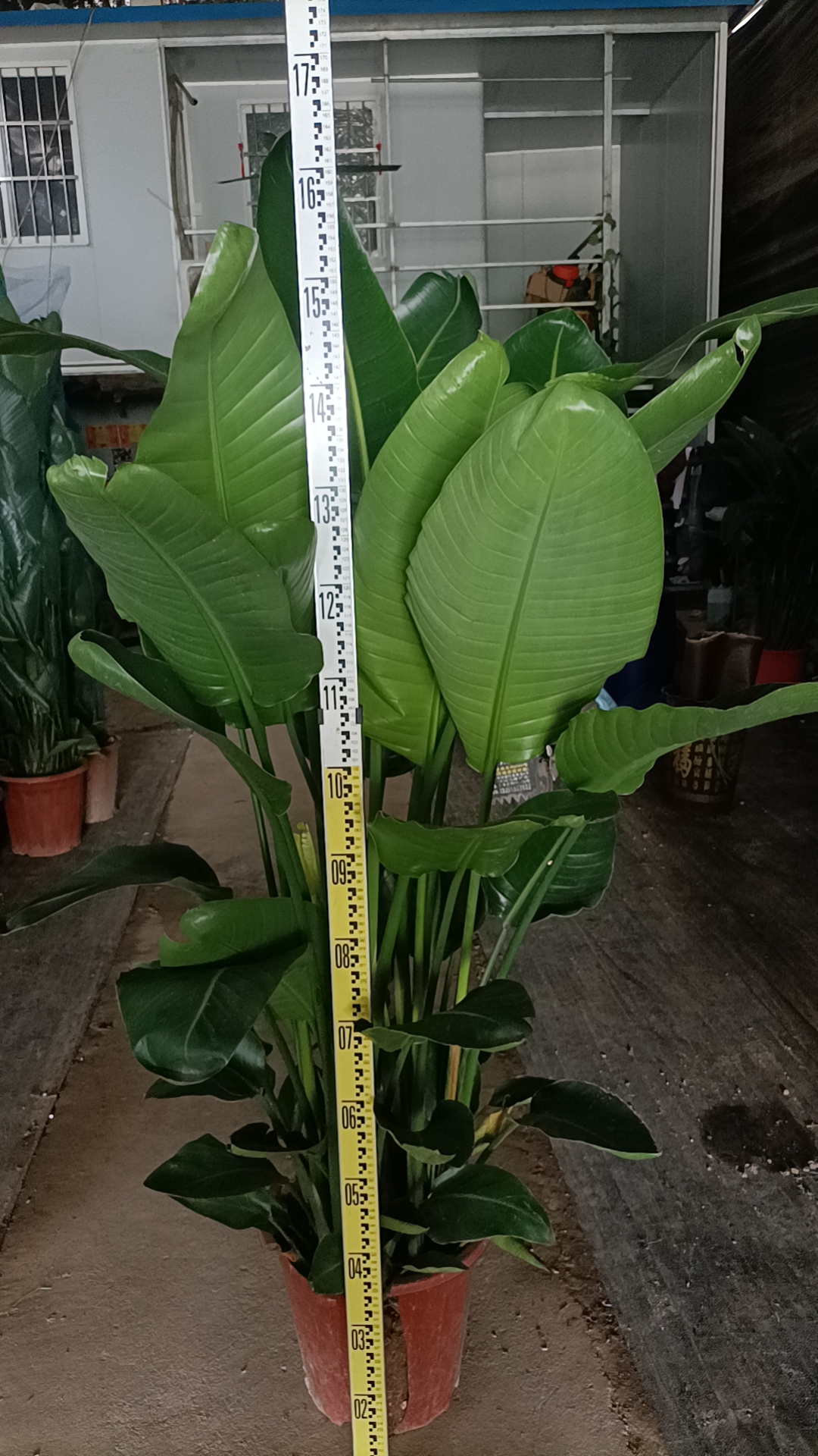 China High Quality Fast-Selling Strelitzia nicolai - Manufacturers and  Suppliers | Nohen