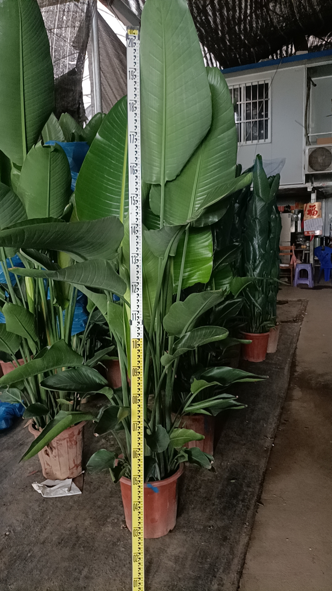 China High Quality Fast-Selling Strelitzia nicolai - Manufacturers and  Suppliers | Nohen