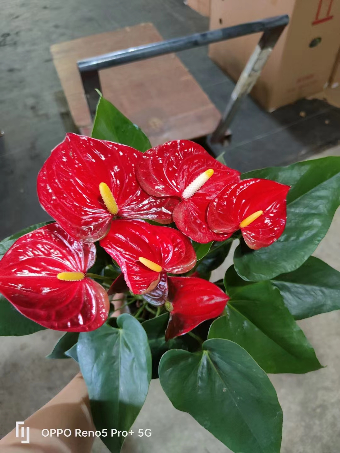 China Gute Qualitt & Preis Anthurium mit verschiedenen Sorten - Hersteller  und Lieferanten | Nohen