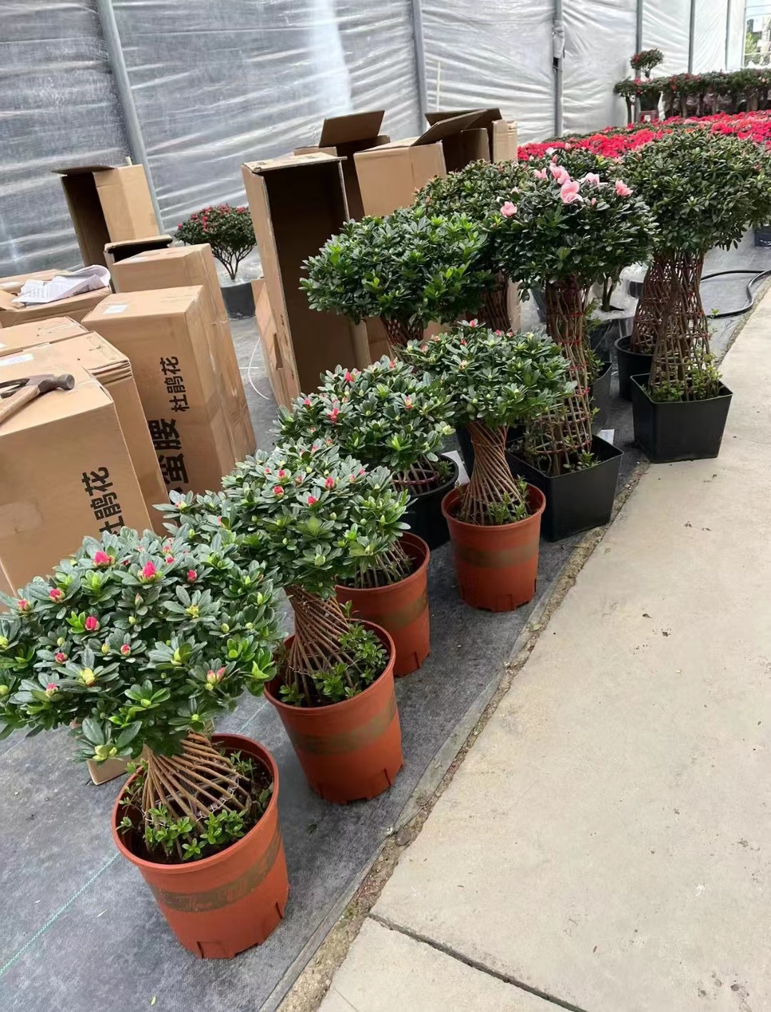 China Supplier Rhododendron braid With good quality - Manufacturers and  Suppliers | Nohen
