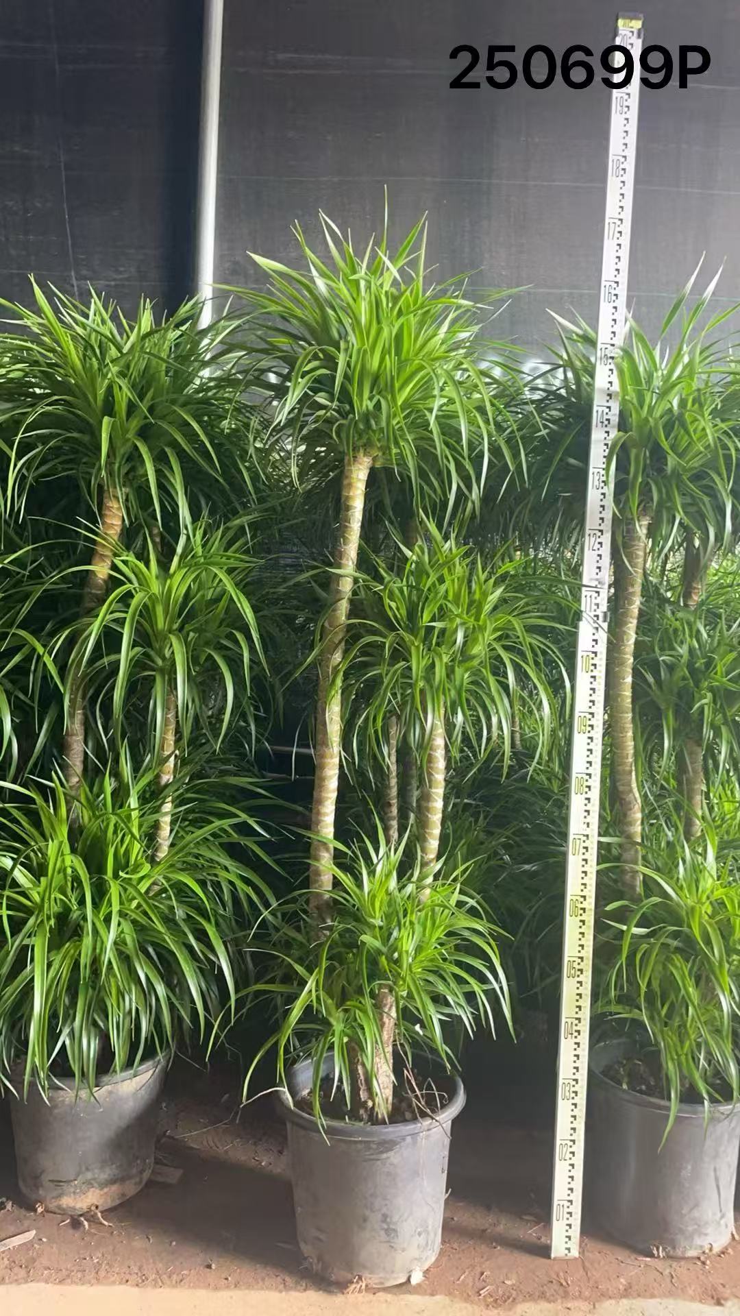 carmona microphylla bonsai pflege Carmona