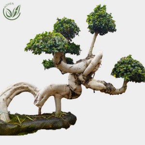 Dragon shape ficus bonsai tree of outdoor plants for nursery garden landscape