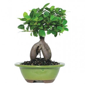 Grafted Ficus Ginseng Bonsai of bonsai trees live plant indoor plant