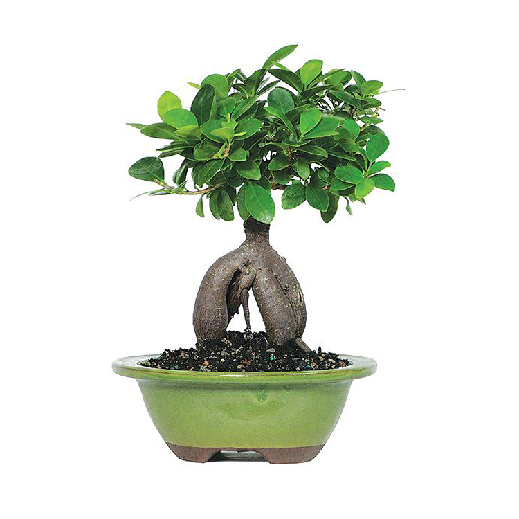 Grafted Ficus Ginseng Bonsai of bonsai trees live plant indoor plant Featured Image