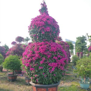 Blooming Bougainvillea Natural Plants
