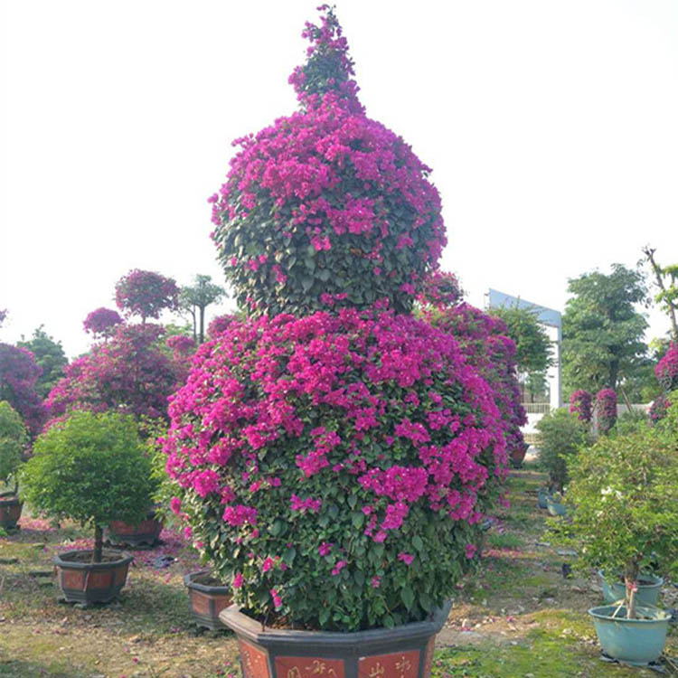 Blooming Bougainvillea Natural Plants Featured Image