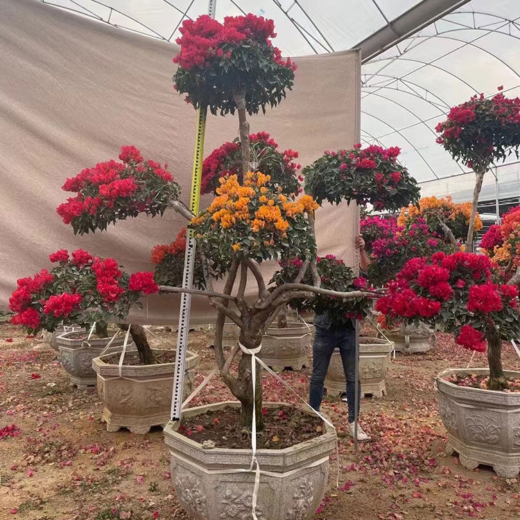 100% Original Tissue Culture Plants - Bougainvillea colorful  Nohen -  Manufacturers and Suppliers | Nohen