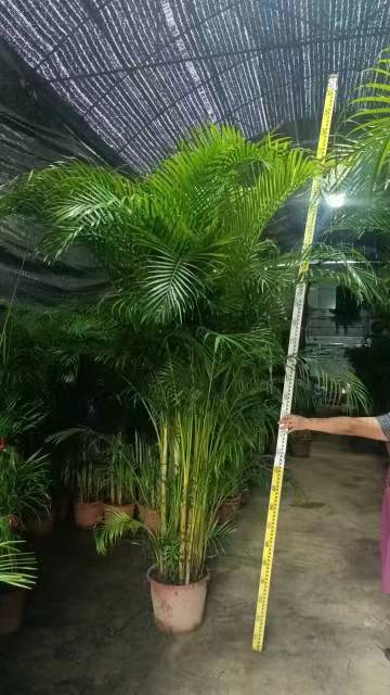 H200-300cm Areca Palm Trees Chrysolidocarpus - Manufacturers and Suppliers  | Nohen