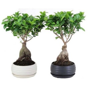 Ficus Ginseng Microcarpa Bonsai ficus tree for Decorative plants in nursery landscape