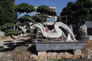 Dragon shape ficus bonsai tree of outdoor plants for nursery garden landscape