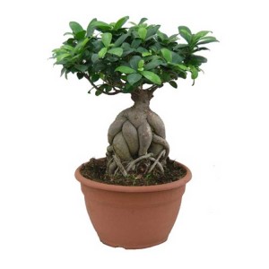 bonsai ficus ginseng ficus tree natural bonsai tree oramental plants