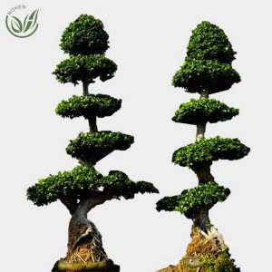 Ti root Ficus Microcarpa Bonsai tree ficus plants for Decorative in nursery landscape