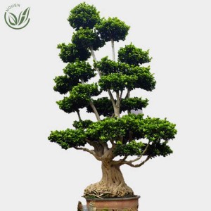 2.5M Shima root Ficus Microcarpa Bonsai tree ficus plants for Decorative plants in nursery landscape