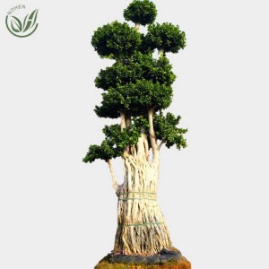 4M Nanan root Ficus Microcarpa Bonsai tree ficus plants for Decorative plants in nursery landscape