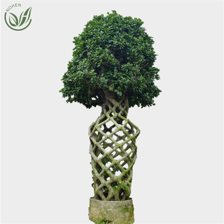 Ficus Cage Microcarpa bonsai outdoor plants Featured Image