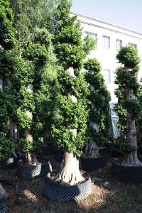Foliage live plants strange shape ficus bonsai for nursery garden
