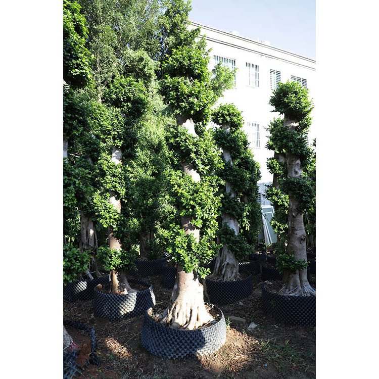 Foliage live plants strange shape ficus bonsai for nursery garden Featured Image