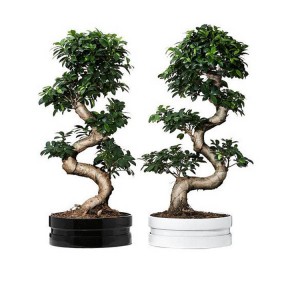 The best indoor plant S shape double root Chinese ficus microcarpa bonsai