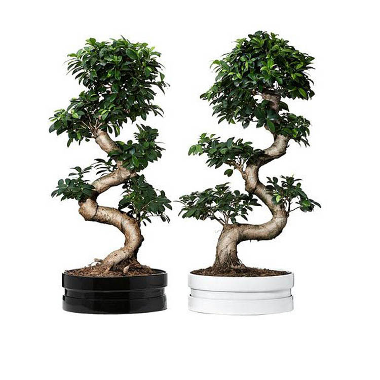 The best indoor plant S shape double root Chinese ficus microcarpa bonsai Featured Image
