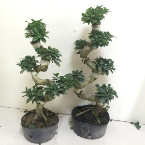 Ficus Microcarpa S shape, Ficus Bonsai, Decorative Plants for garden