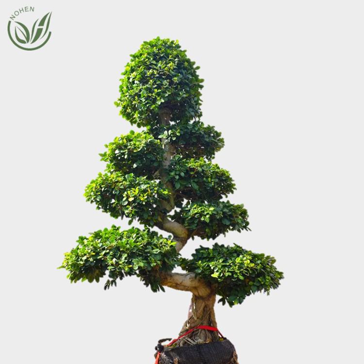 Ficus Ginseng mini bonsai S shape, bonsai trees live plant indoor plant Featured Image