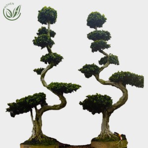 Ficus S Shape Bonsai Microcarpa
