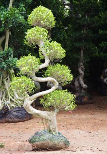 Chinese indoor microcarpa s-shape ficus bonsai