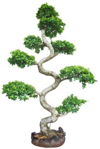 S Shaped Live Ficus Bonsai Tree