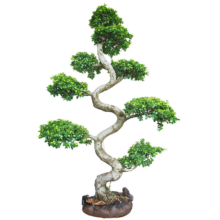S Shaped Live Ficus Bonsai Tree Featured Image