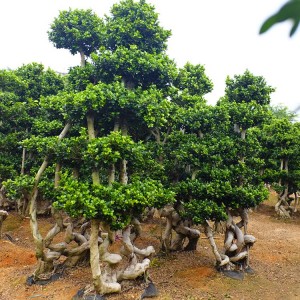 5S Shape Live Ficus Microcarpa Bonsai Tree