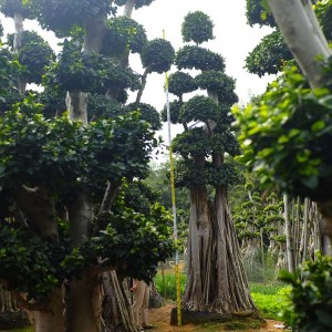 5.5M Air root Ficus Bonsai Ficus Microcarpa for outdoor plants