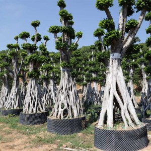 4.5M Big Net Shape Ficus Microcarpa Bonsai ficus tree for landscape Wholesale