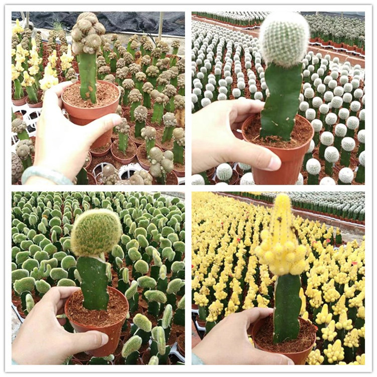 CACTUS