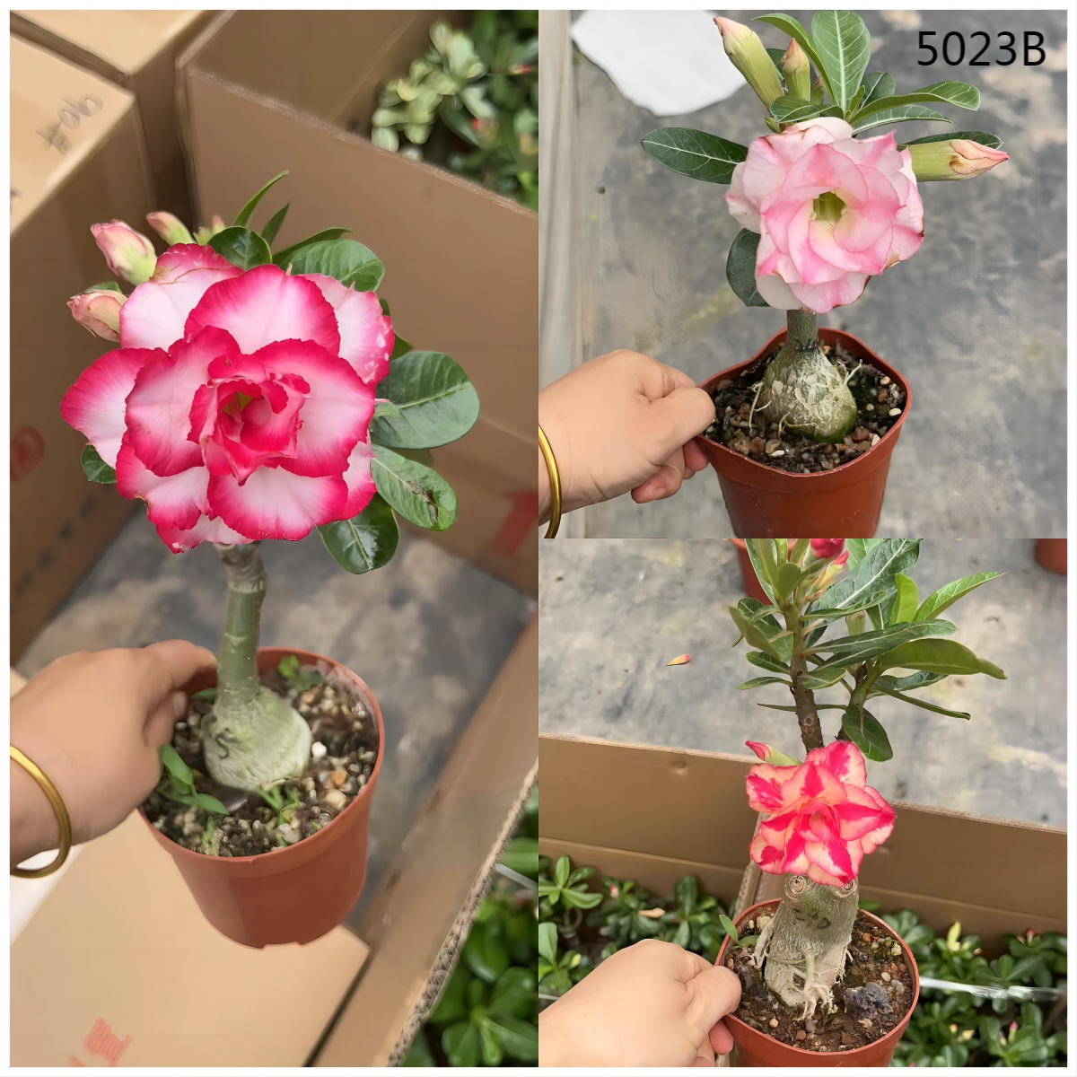 5023B沙漠玫瑰4-6色P110#