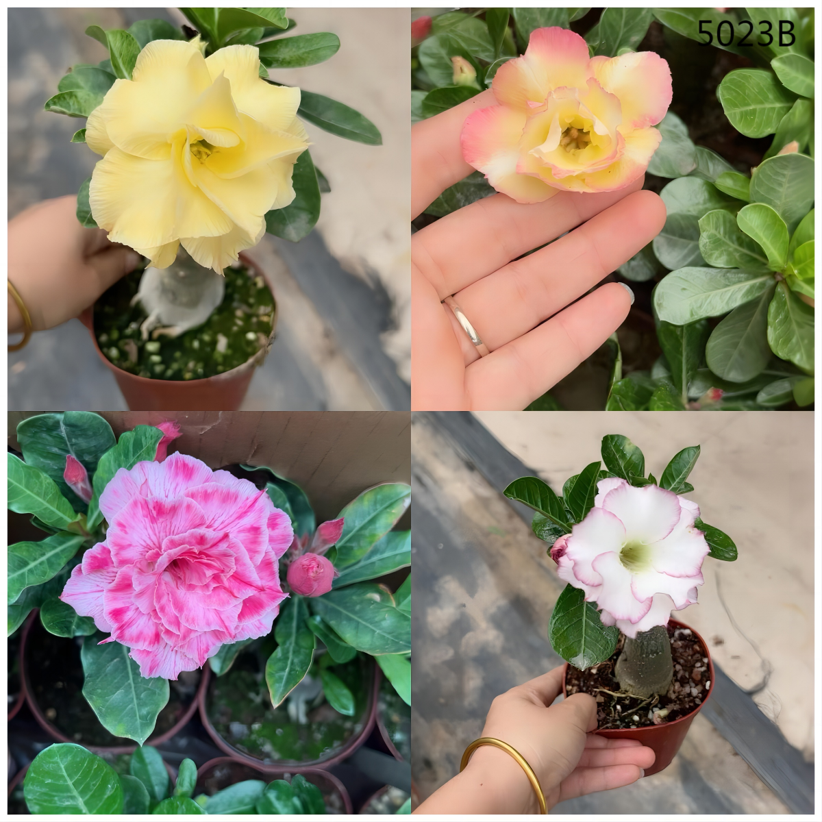 5023B沙漠玫瑰4-6色混P110#