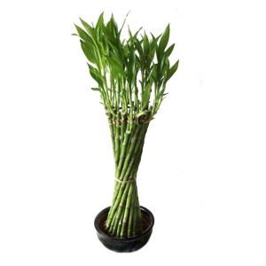 Thin Waist Shaped Braided Dracaena Sanderiana Lucky Bamboo For Wholesale indoor plants