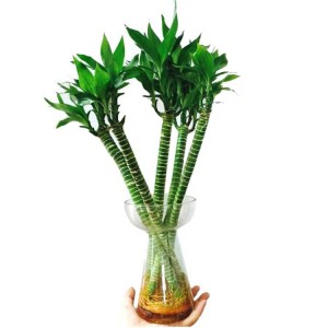 Plant in chinese lotus bamboo for sale