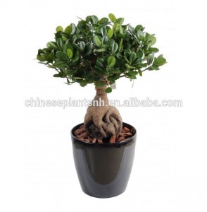 bonsai ficus ginseng ficus tree natural bonsai natural tree oramental plants names