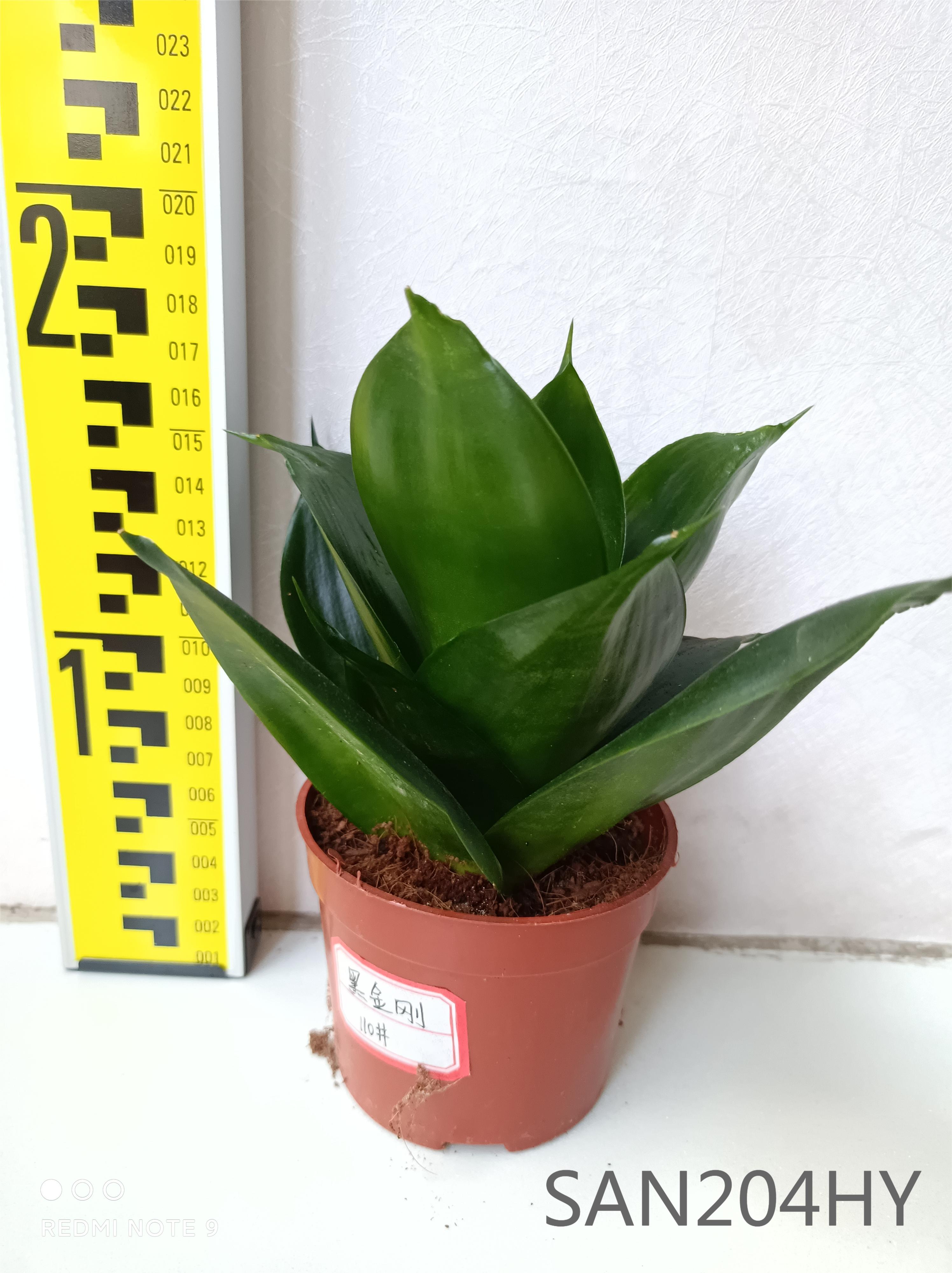 New Arrival China Sansevieria Bacularis - Sansevieria Surperba black  kingkong  Nohen - Manufacturers and Suppliers | Nohen