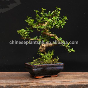 Carmona Macrophylla Fukien Tea 15cm S shape mini bonsai indoor plant