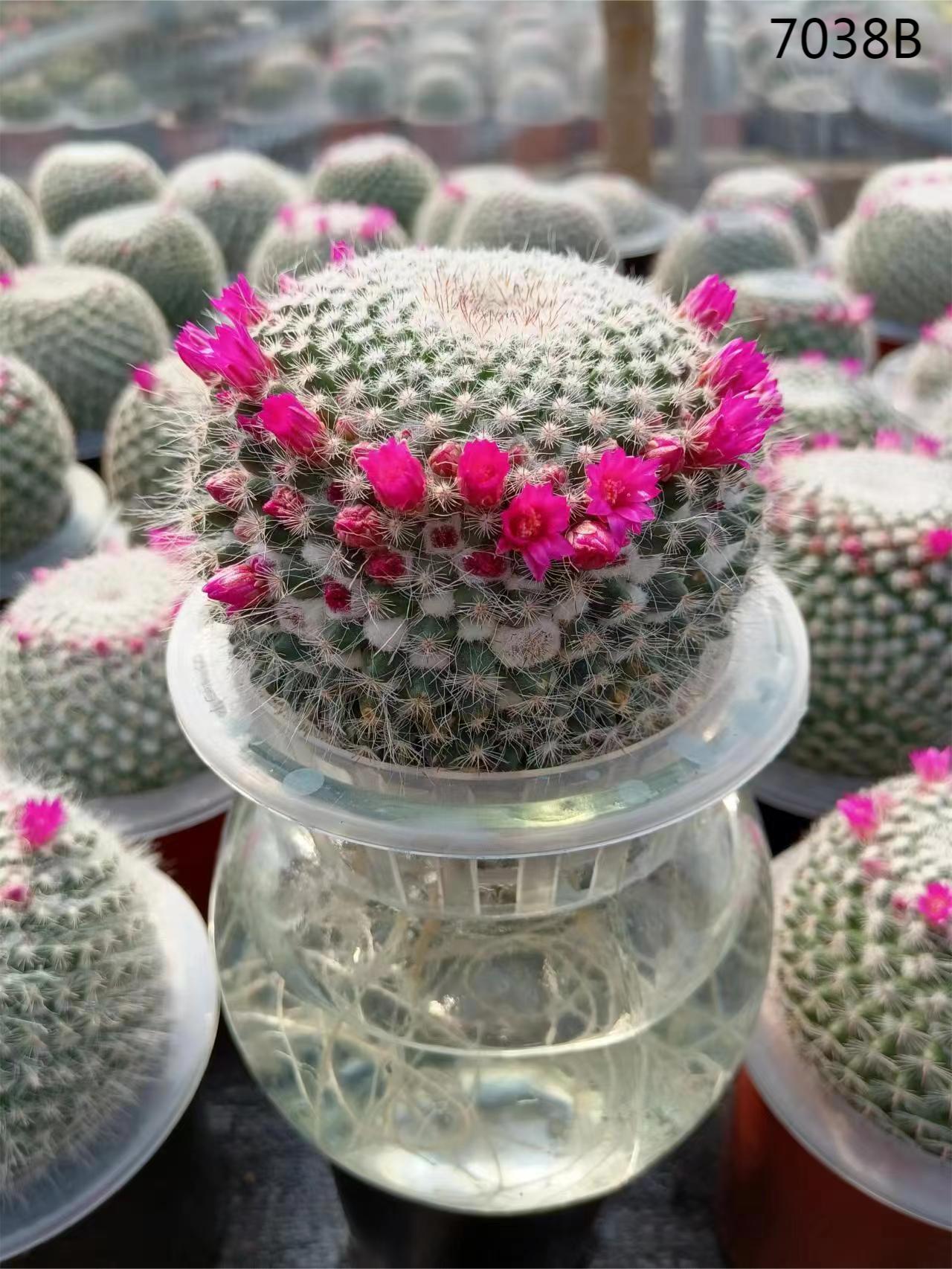 Hydroponics Mammillaria hahniana indoor cactus plants - Manufacturers and  Suppliers | Nohen