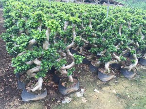 The best indoor plant S shape double root Chinese ficus microcarpa bonsai