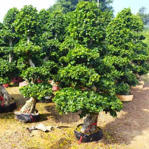 Ficus Ginseng mini bonsai S shape, bonsai trees live plant indoor plant